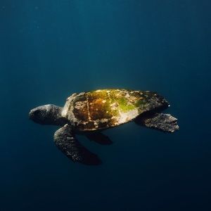 Meet your Posher, Rocio